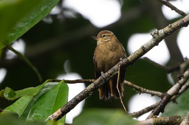 Atlantic Plain-Xenops