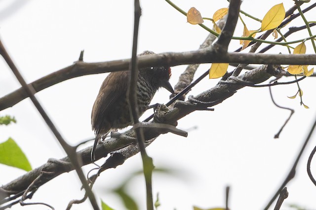 White-barred Piculet