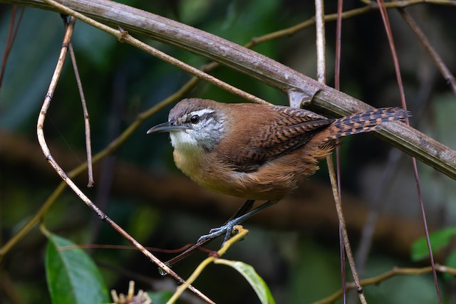 Long-billed Wren