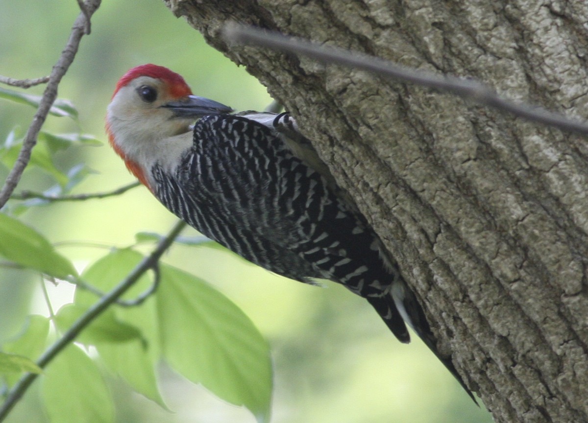 Red-bellied Woodpecker - Joe Sweeney