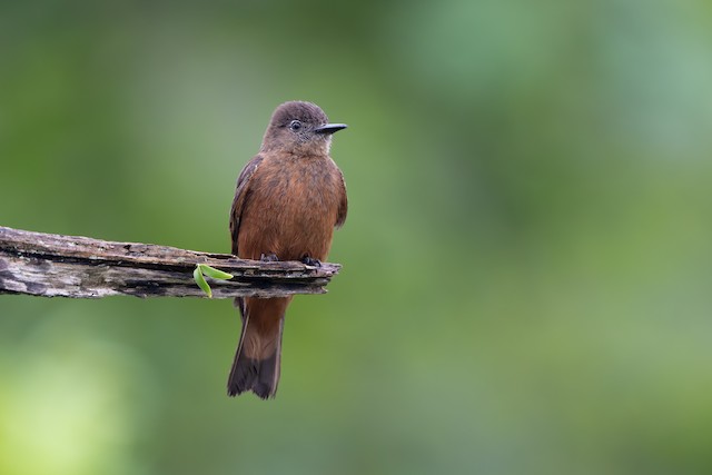 Cliff Flycatcher