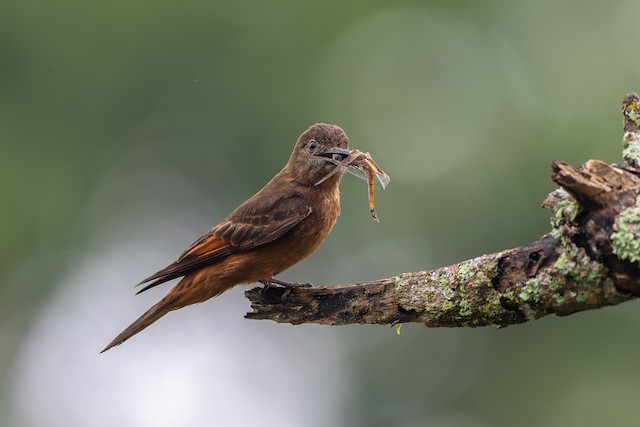 Cliff Flycatcher