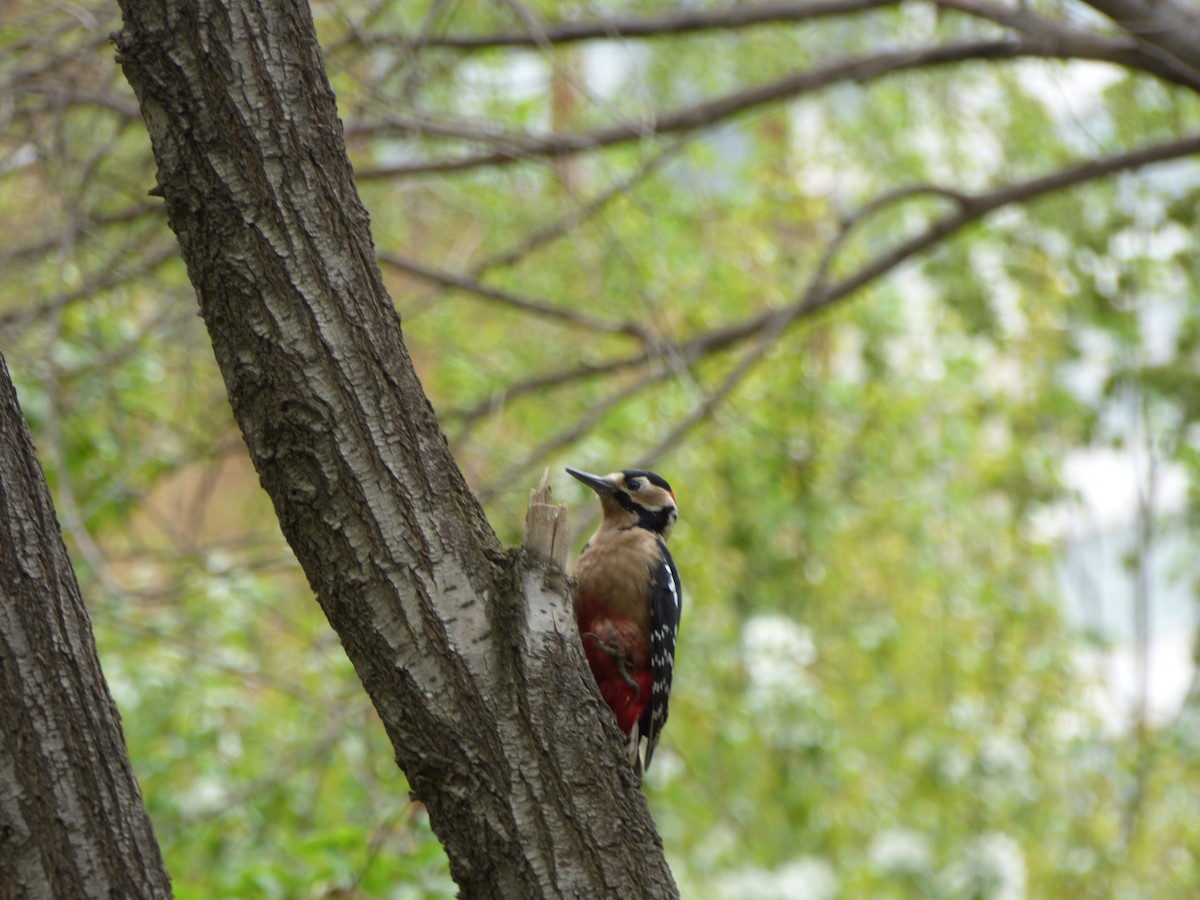 Great Spotted Woodpecker - ML64497211