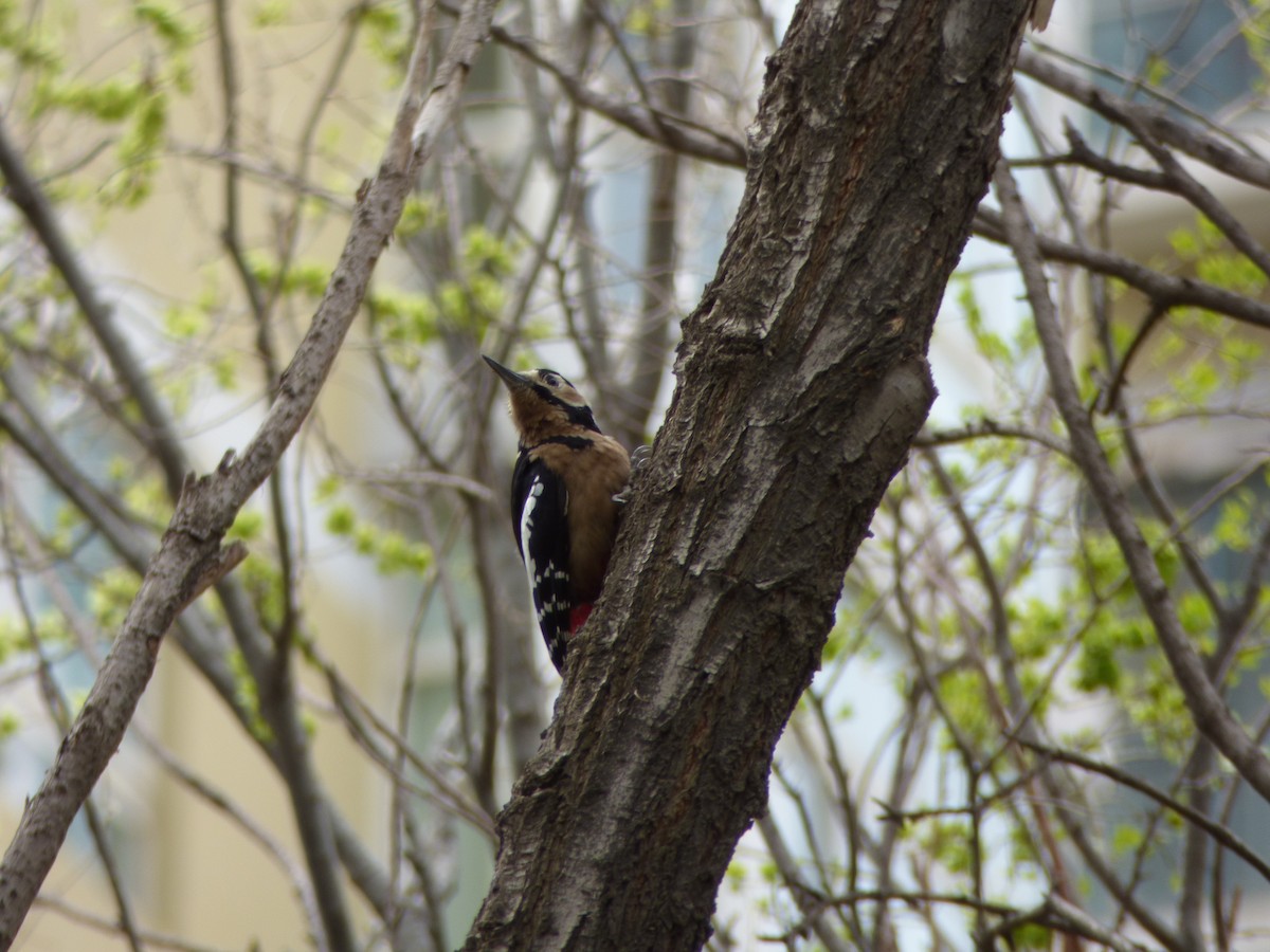 Great Spotted Woodpecker - ML64497231
