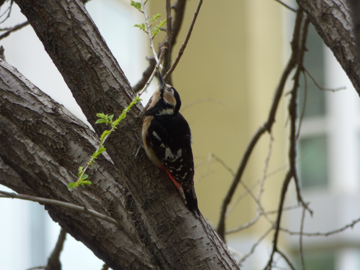 Great Spotted Woodpecker - Philip Steiner
