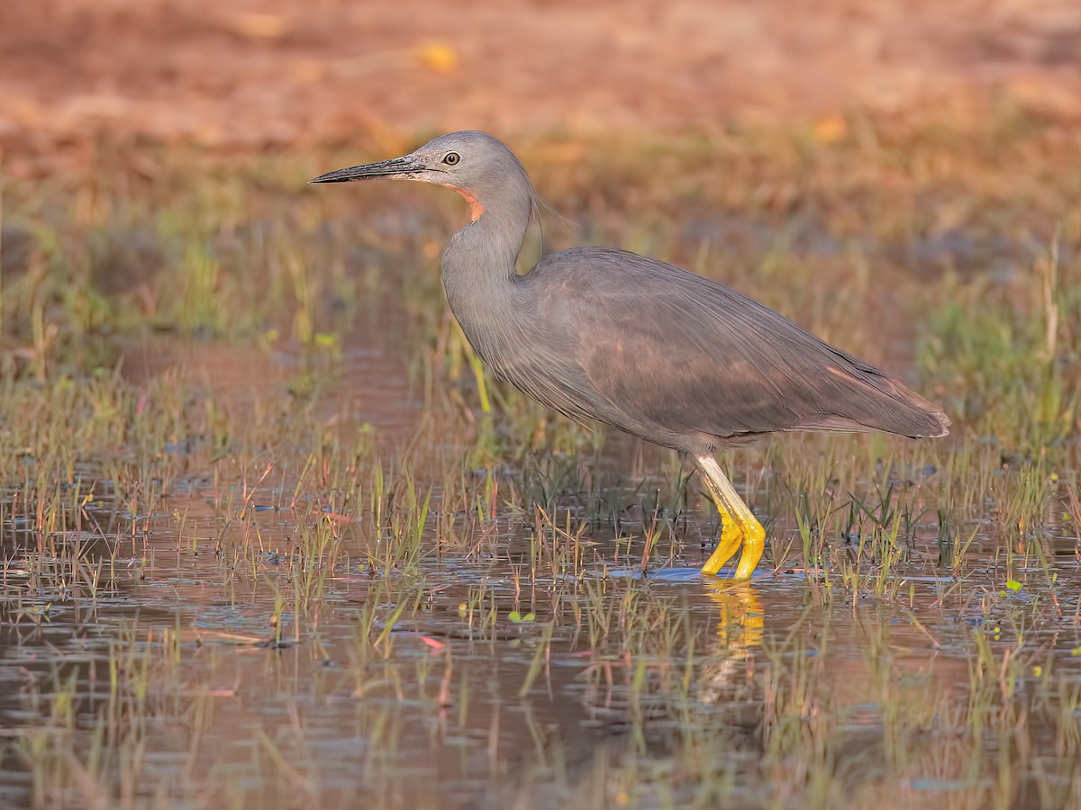 Slaty Egret - Egretta vinaceigula - Birds of the World