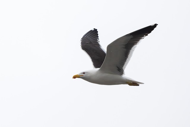 Kelp Gull