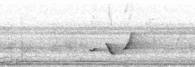 Silbador de Fiyi (grupo graeffii) - ML64500