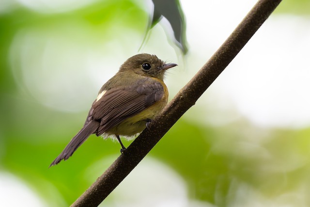 Whiskered Flycatcher