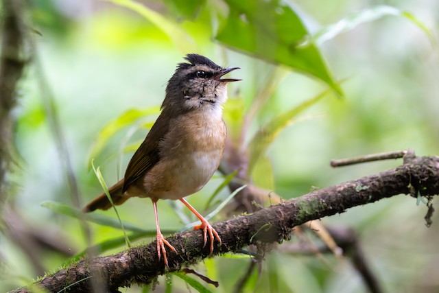 Riverbank Warbler