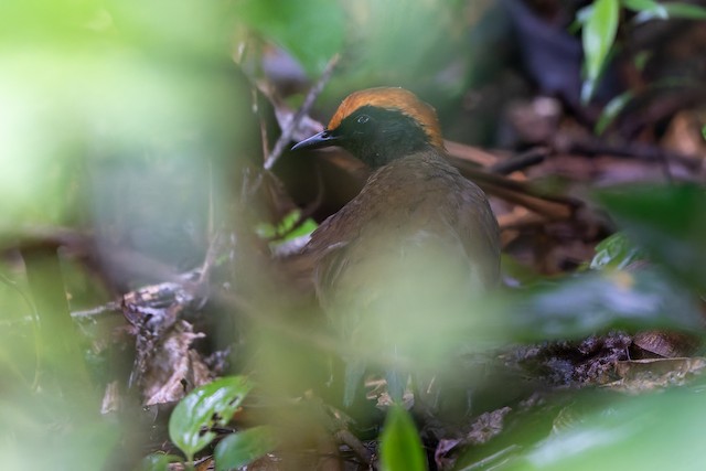 Rufous-capped Antthrush