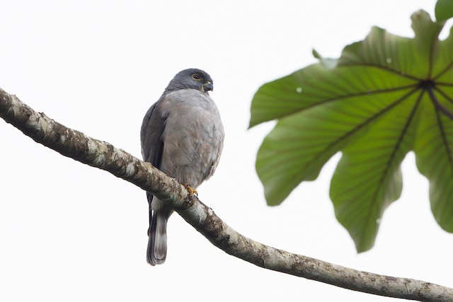 Rufous-thighed Kite