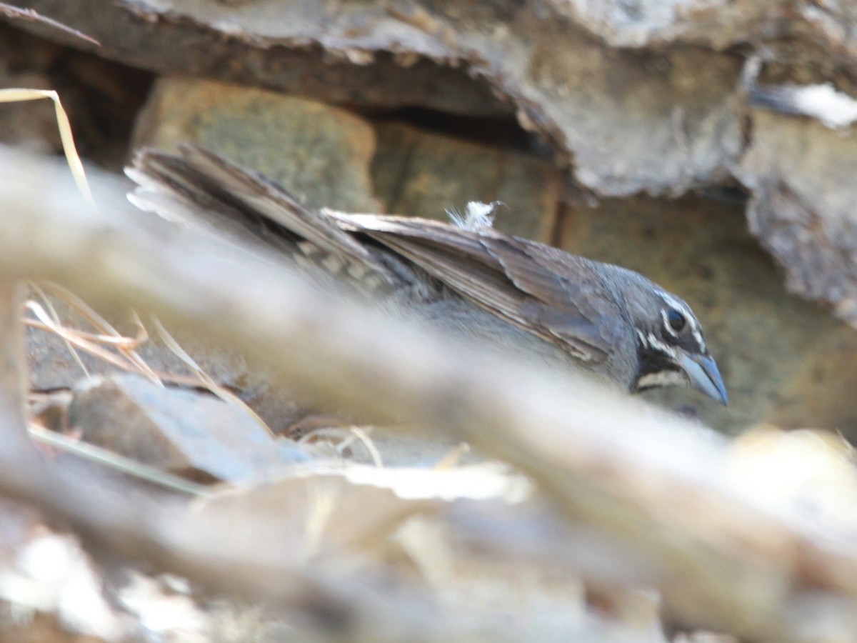 Five-striped Sparrow - Laurens Halsey