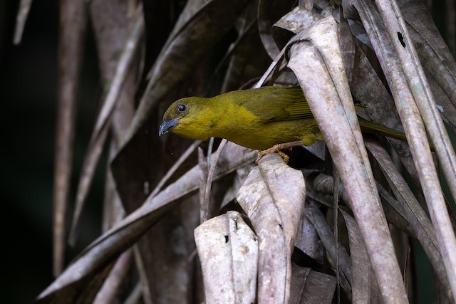 Olive-green Tanager
