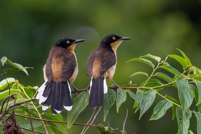Black-capped Donacobius