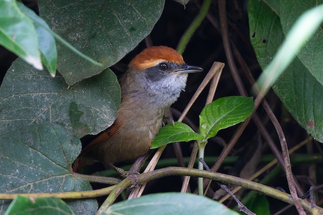 Rufous-capped Spinetail