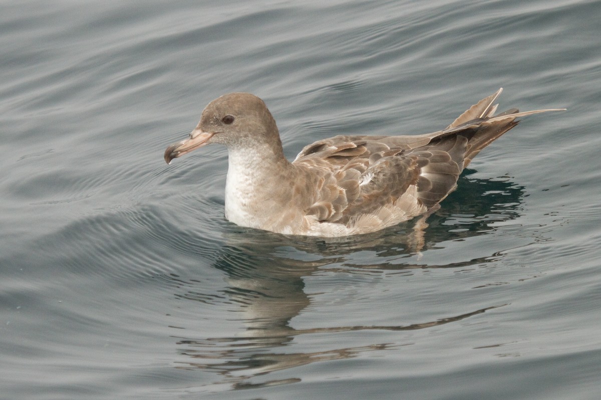 Pink-footed Shearwater - ML64502901