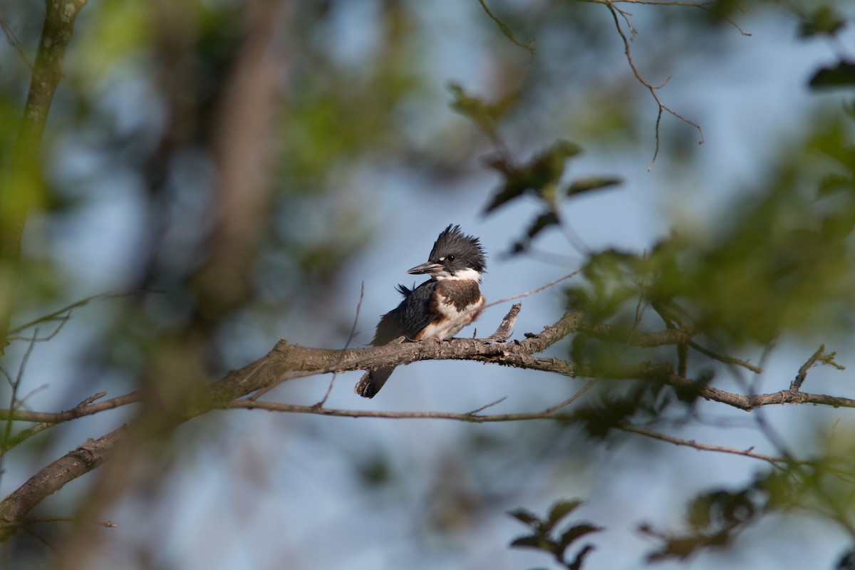 Belted Kingfisher - Justin Saunders