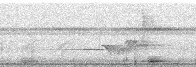 Fiji Bush Warbler - ML64505