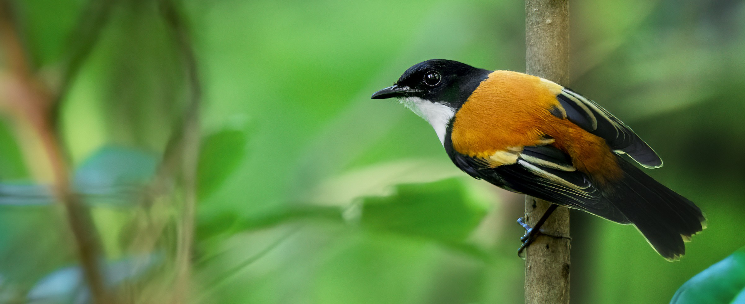 Black-banded Flycatcher