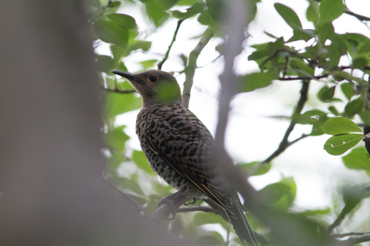 Northern Flicker (Yellow-shafted) - Justin Saunders
