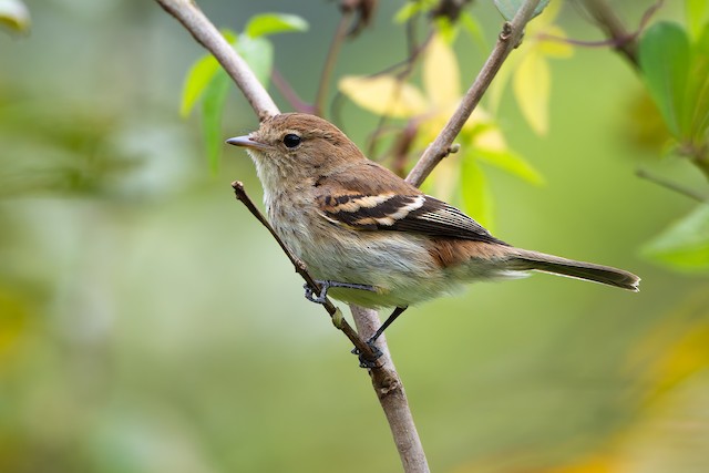 Bran-colored Flycatcher