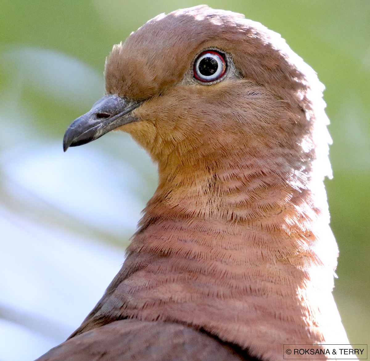 Brown Cuckoo-Dove - ML64505871
