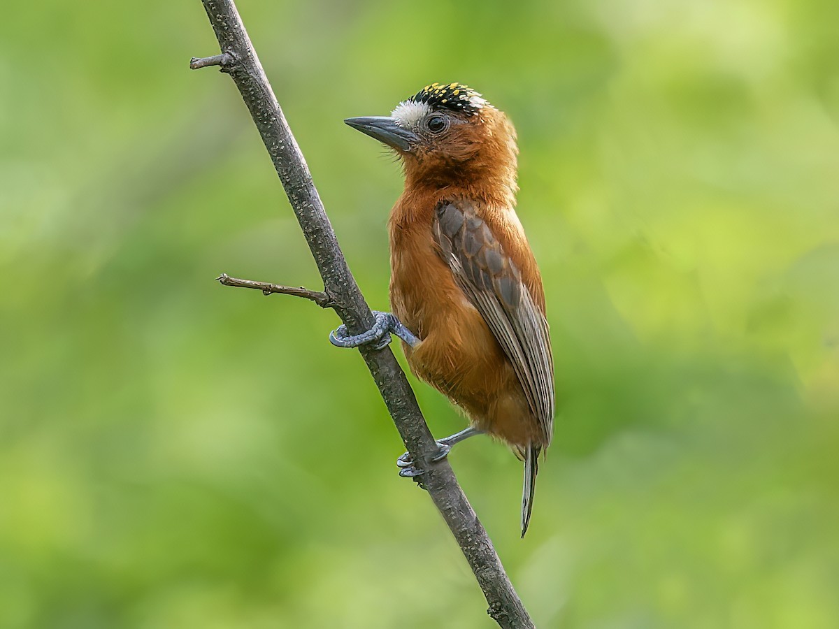 Chestnut Piculet - Picumnus cinnamomeus - Birds of the World