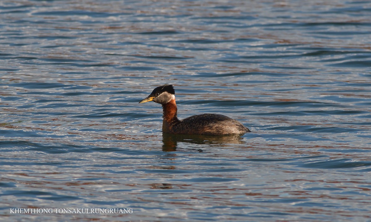 Red-necked Grebe - ML64506951