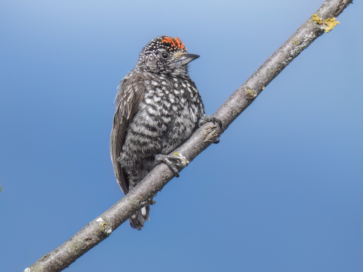Speckle-chested Piculet - Picumnus steindachneri - Birds of the World