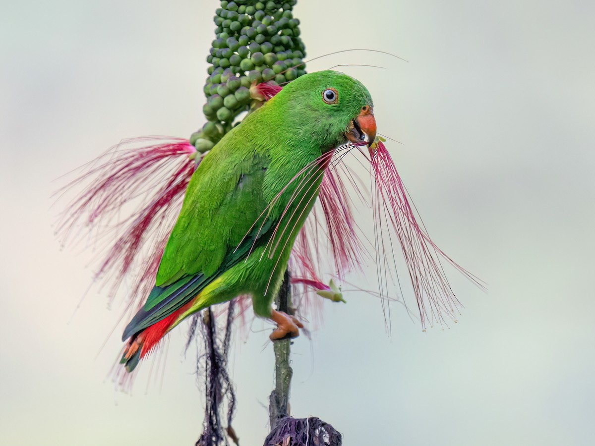 Wallace's Hanging-Parrot - Loriculus flosculus - Birds of the World