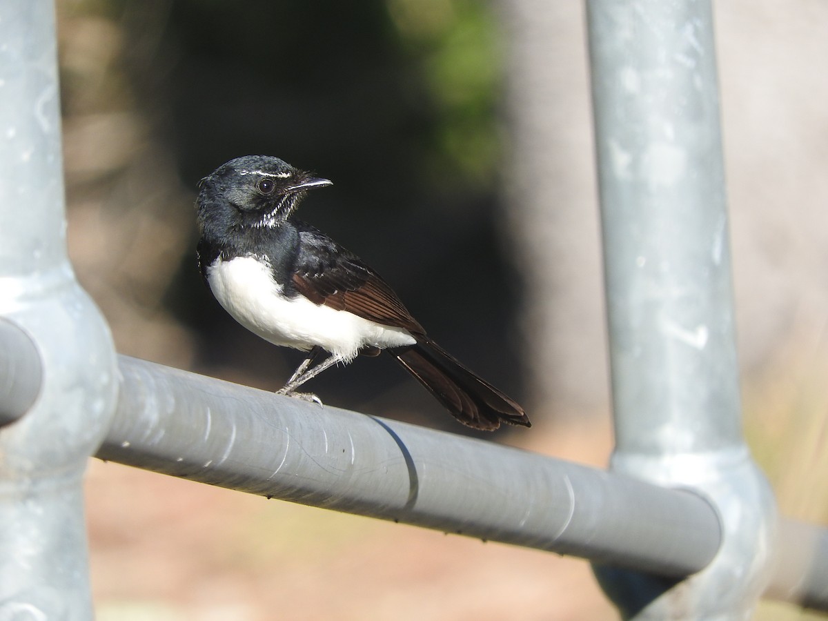 Willie-wagtail - ML64508671