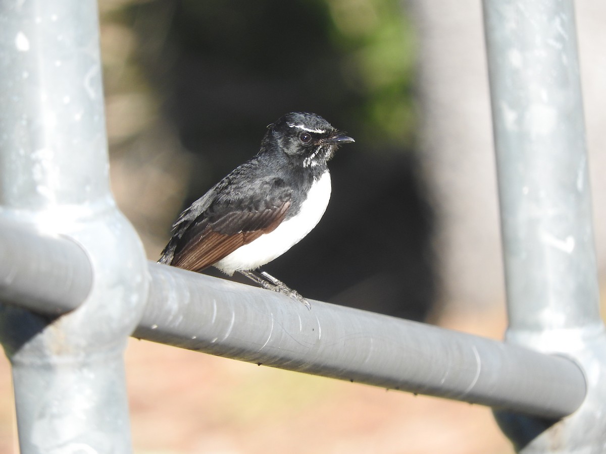 Willie-wagtail - ML64508701