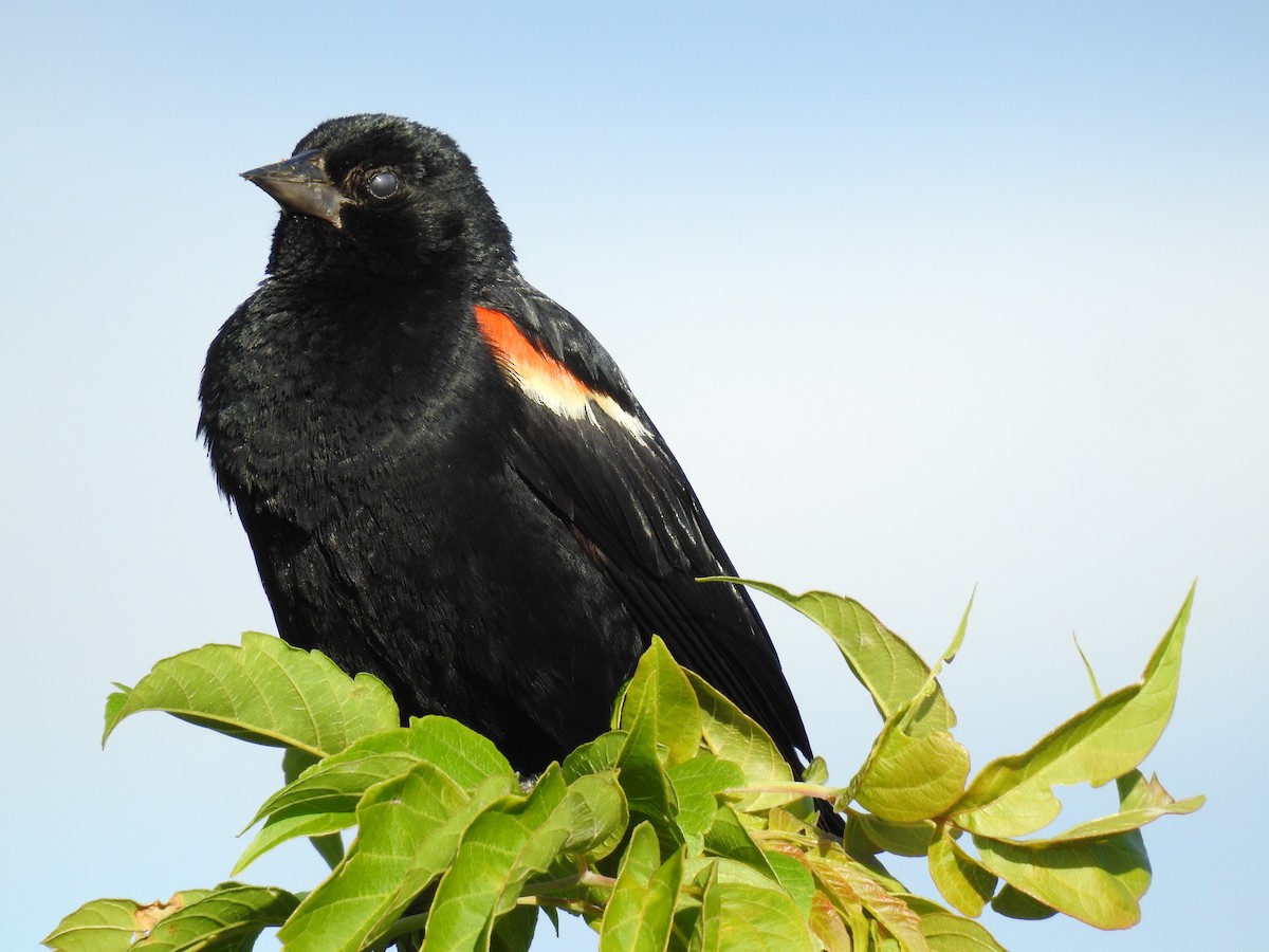 Red-winged Blackbird - Jean W. Côté