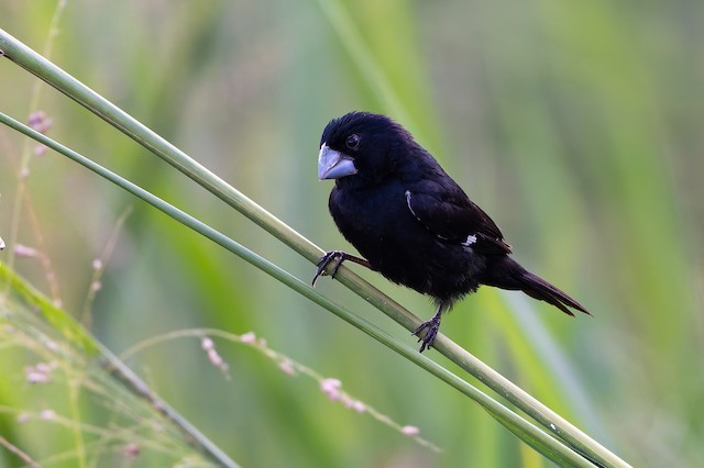 Large-billed Seed-Finch