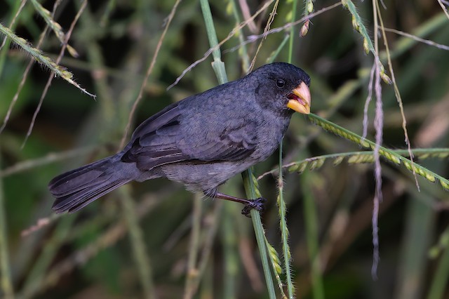 Gray Seedeater