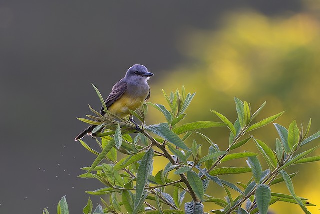 Tropical Kingbird