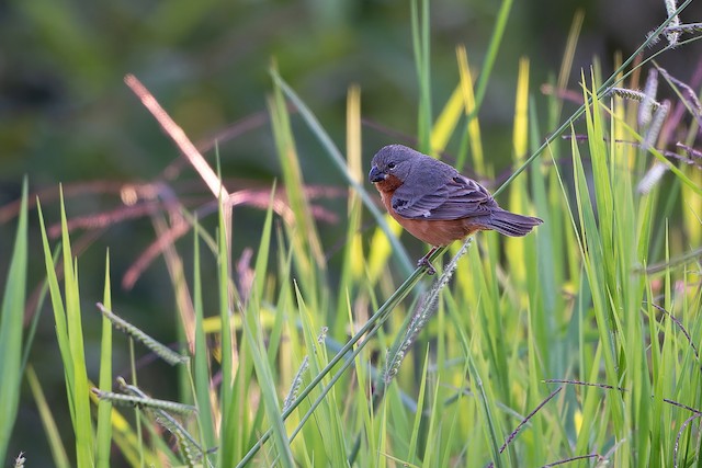 Ruddy-breasted Seedeater