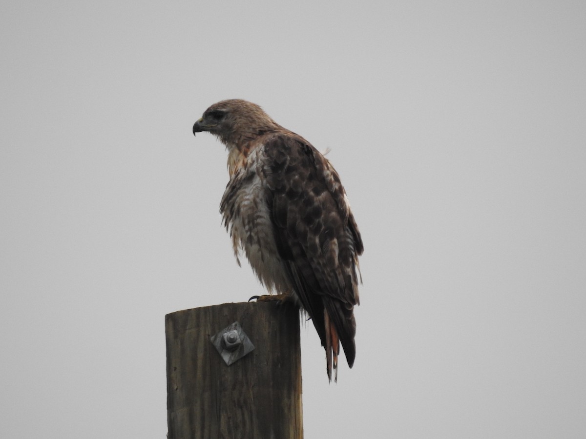 Red-tailed Hawk - Laura Mae