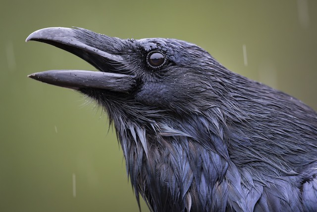 Common Raven