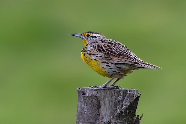 Eastern Meadowlark