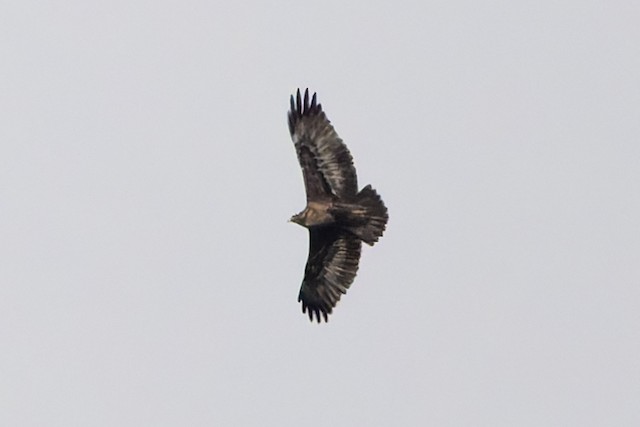 Black-chested Buzzard-Eagle