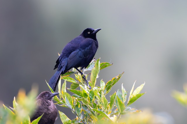 Carib Grackle