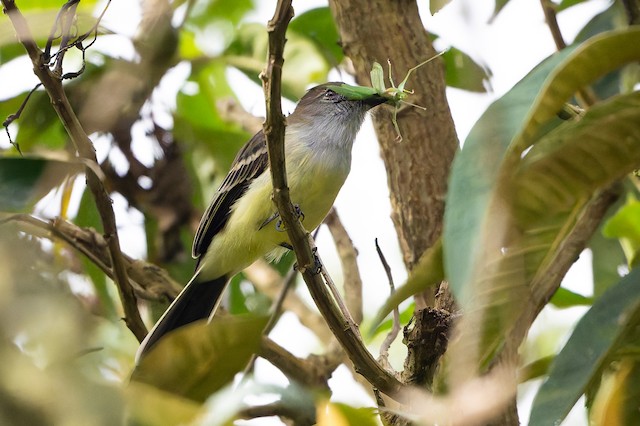 Pale-edged Flycatcher