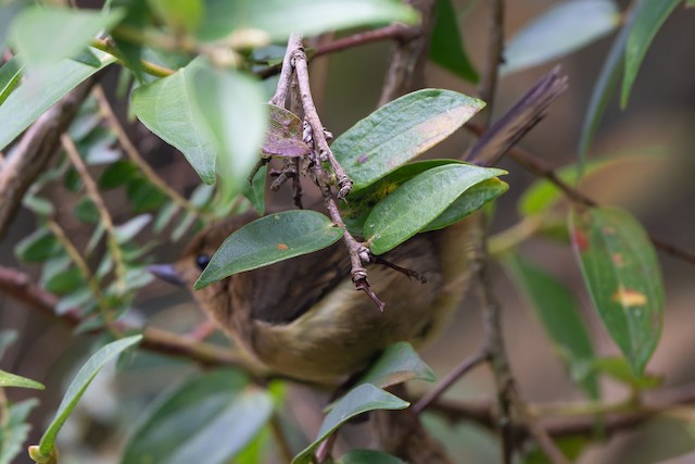 White-sided Flowerpiercer