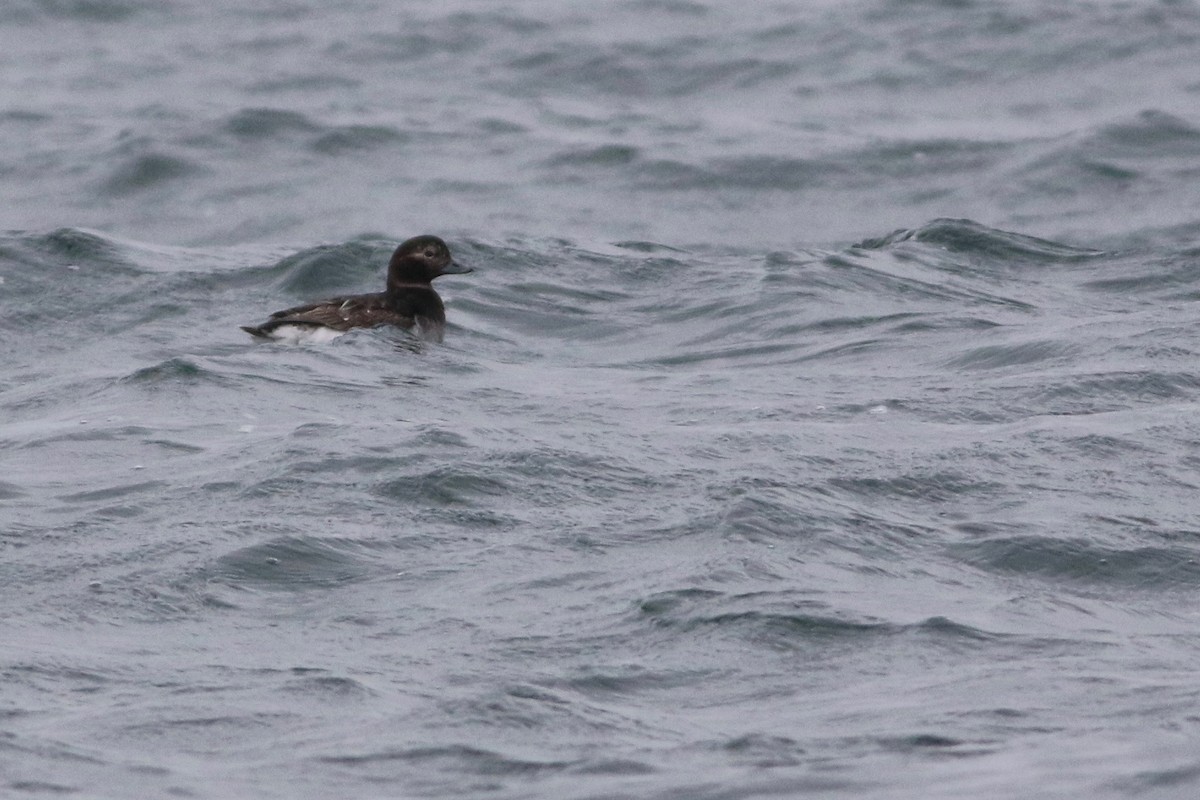 Long-tailed Duck - ML64511071