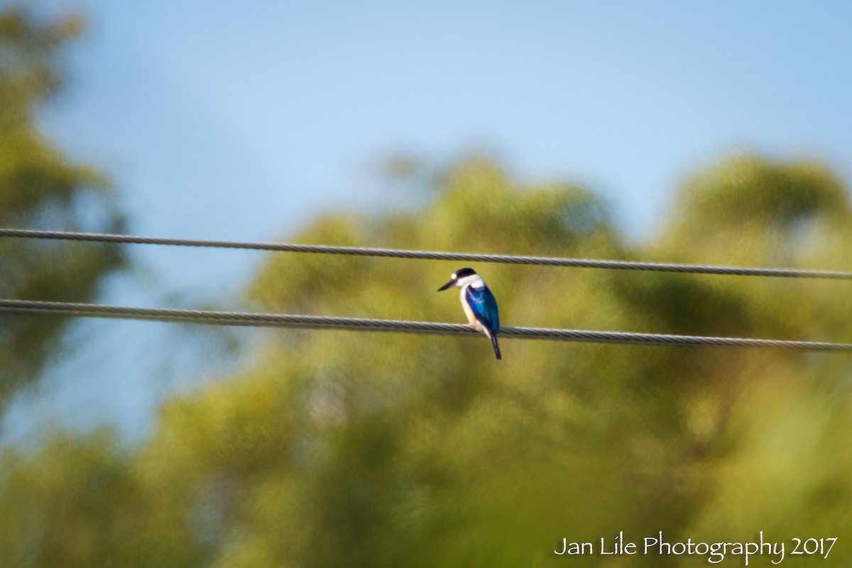 Forest Kingfisher - ML64513471