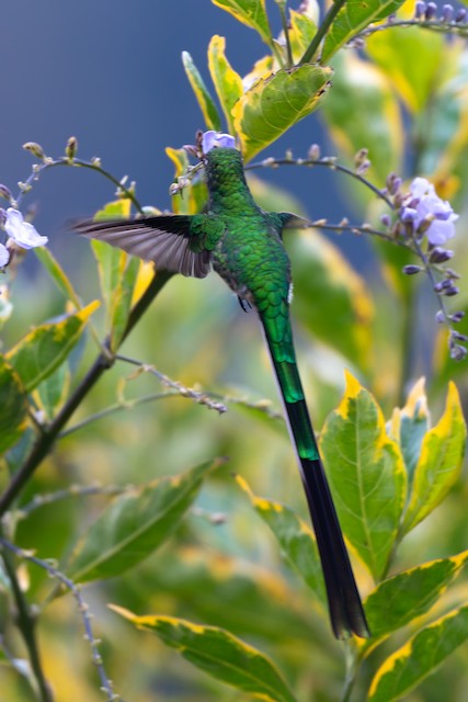Green-tailed Trainbearer