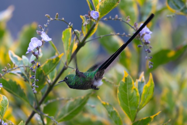 Green-tailed Trainbearer