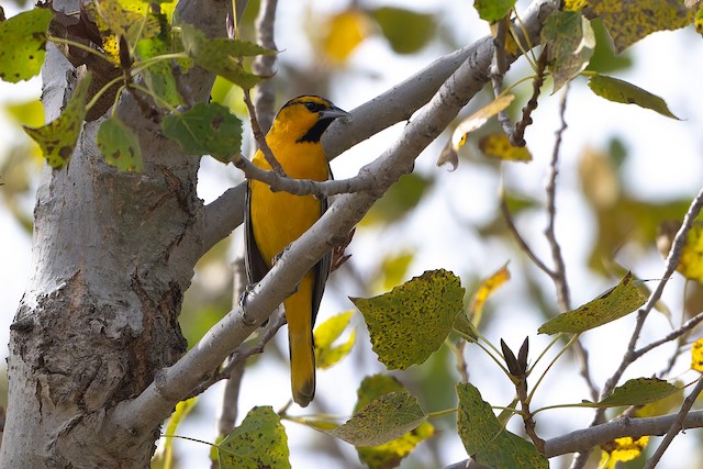 Bullock's Oriole